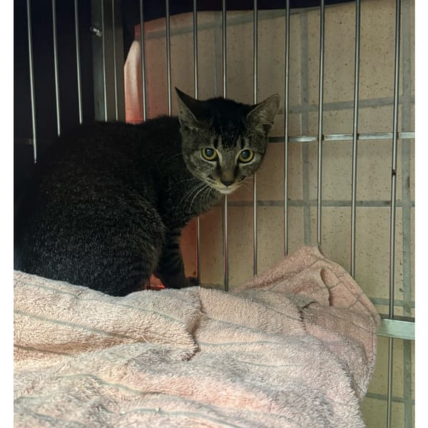 【待認養】混種貓 貓 (男生) - 新北市淡水區公立動物之家