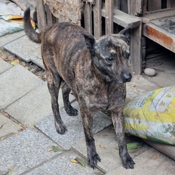 【待認養】混種犬 狗 (男生) - 雲林縣流浪動物收容所