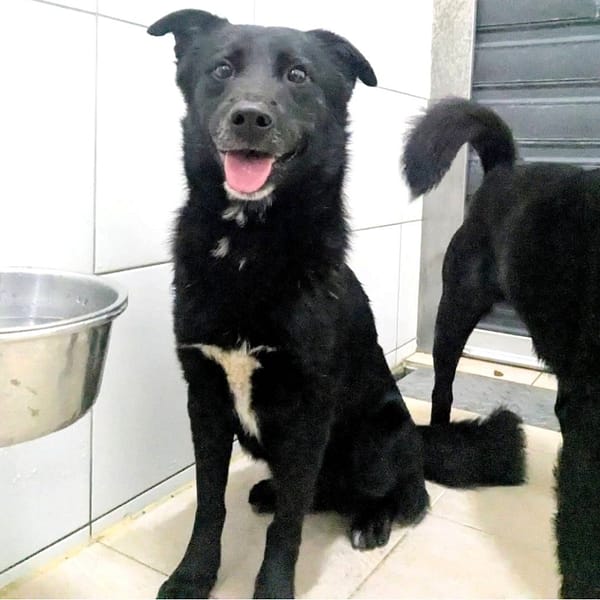 【待認養】混種犬 狗 (男生) - 新竹縣動物保護教育園區