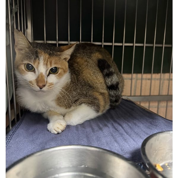 【待認養】混種貓 貓 (女生) - 新北市淡水區公立動物之家