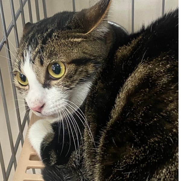 【待認養】混種貓 貓 (女生) - 臺南市動物之家善化站
