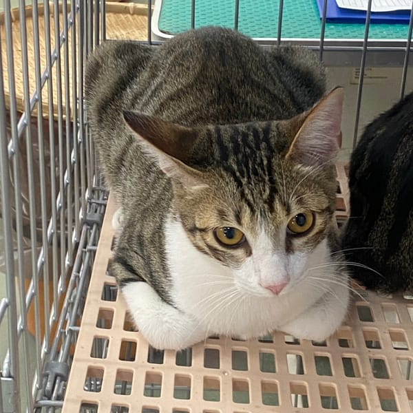 【待認養】混種貓 貓 (男生) - 臺南市動物之家善化站