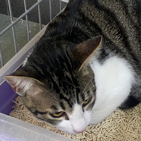 【待認養】混種貓 貓 (男生) - 臺南市動物之家善化站