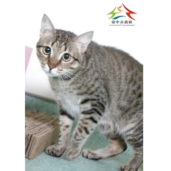 【待認養】混種貓 貓 (男生) - 臺中市動物之家后里園區