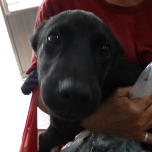 【待認養】混種犬 狗 (女生) - 臺南市動物之家灣裡站