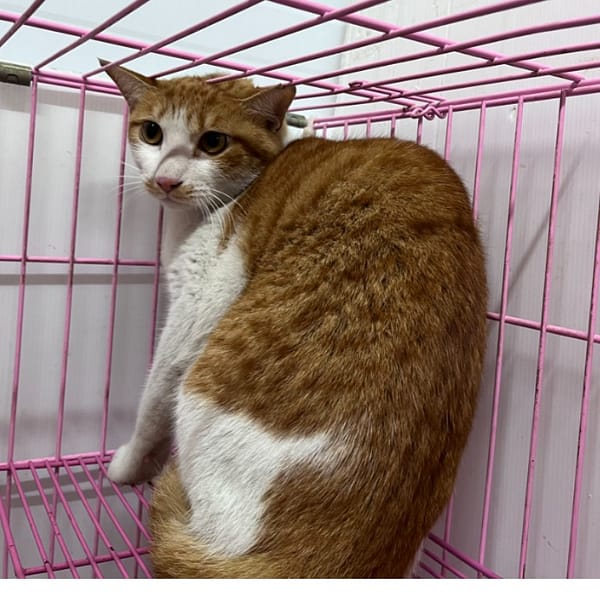 【待認養】混種貓 貓 (男生) - 臺北市動物之家