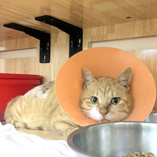 【待認養】混種貓 貓 (男生) - 新竹縣動物保護教育園區