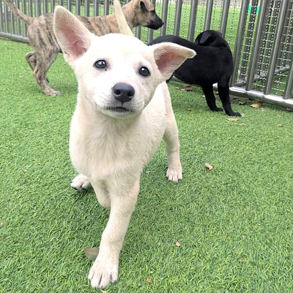 【待認養】混種犬 狗 (女生) - 新竹縣動物保護教育園區