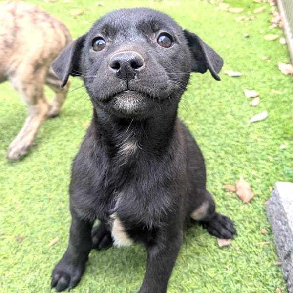 【待認養】混種犬 狗 (女生) - 新竹縣動物保護教育園區