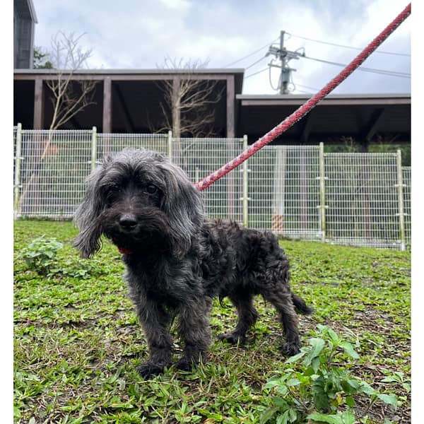 【待認養】混種犬 狗 (男生) - 新北市瑞芳區公立動物之家
