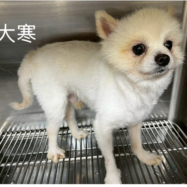 【待認養】博美犬 狗 (男生) - 桃園市動物保護教育園區