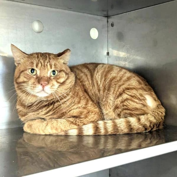 【待認養】混種貓 貓 (男生) - 新竹縣動物保護教育園區