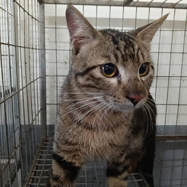 【待認養】混種貓 貓 (女生) - 新竹市動物保護教育園區