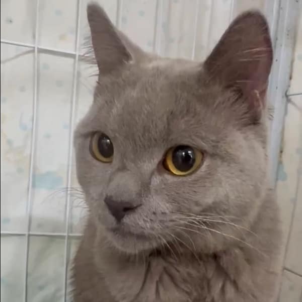 【待認養】俄羅斯藍貓 貓 (男生) - 新北市新店區公立動物之家