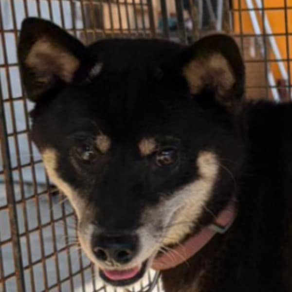 【待認養】柴犬 狗 (女生) - 澎湖縣流浪動物收容中心