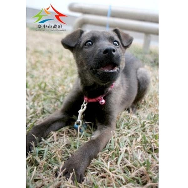 【待認養】混種犬 狗 (女生) - 臺中市動物之家后里園區