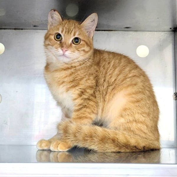 【待認養】混種貓 貓 (女生) - 新竹縣動物保護教育園區