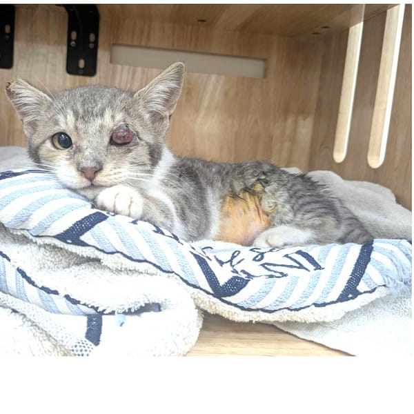 【待認養】混種貓 貓 (女生) - 新竹縣動物保護教育園區