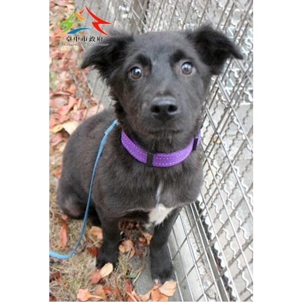 【待認養】混種犬 狗 (女生) - 臺中市動物之家后里園區