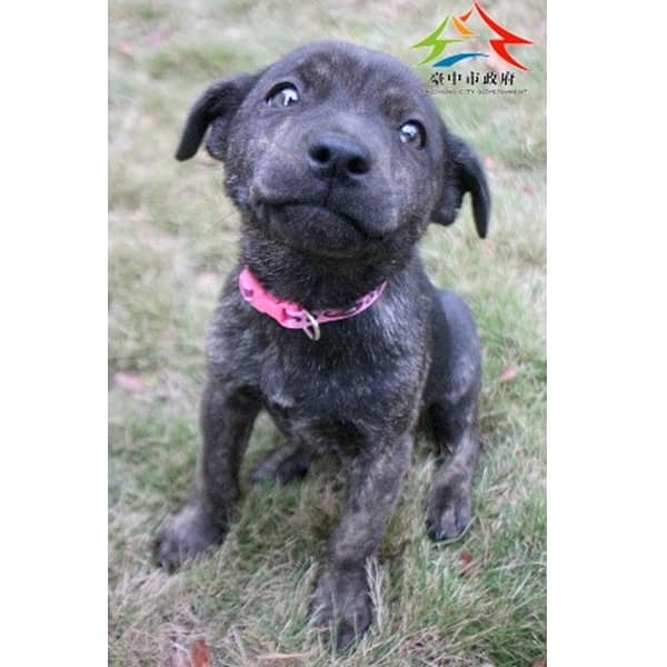 【待認養】混種犬 狗 (女生) - 臺中市動物之家后里園區