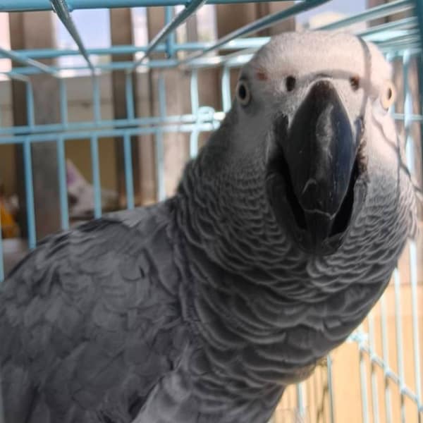 【待認養】灰鸚鵡 其他 (未知) - 嘉義市動物保護教育園區
