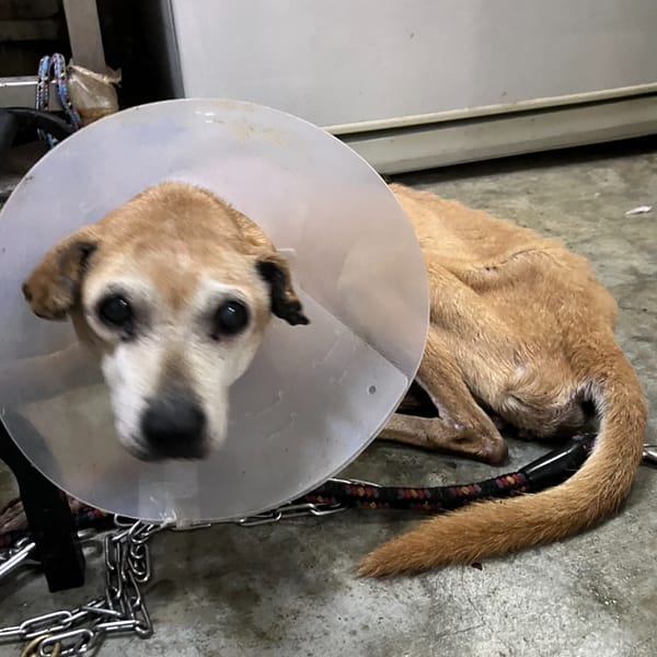 【待認養】混種犬 狗 (女生) - 新北市新店區公立動物之家