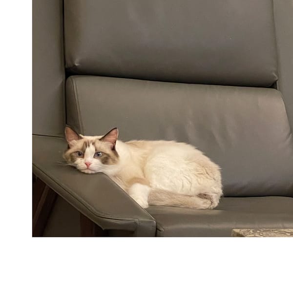 【急尋】布偶貓 - 新北市中和區景安路79巷19弄9號 (上背黑灰色 下面是白色 臉有開花（中間黑灰色）)