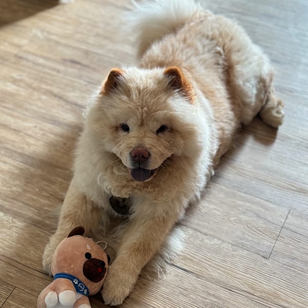 【急尋】鬆獅犬 - 新竹縣關西鎮六曲窩61道路 (奶油鬆獅)