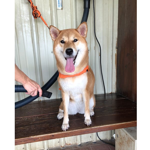 【急尋】柴犬 - 桃園市蘆竹區中興路180號 (赤色)