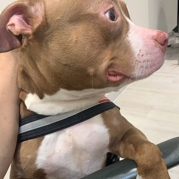 【急尋】美國惡霸犬 - 臺中市北屯區軍容五街60之一號 (棕色)