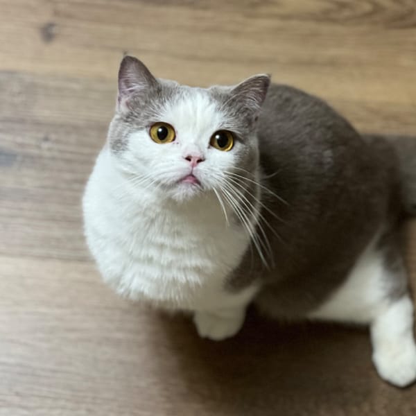 【急尋】英國短毛貓 - 屏東縣萬巒鄉民和路 (紫白色)