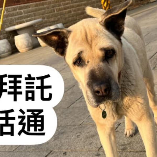 【急尋】混種犬 - 金門縣金沙鎮汶沙里14鄰后浦頭102號 (米黃)