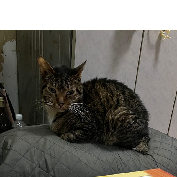 【急尋】其他 - 臺北市中山區民安里中山北路二段36巷 (虎斑)