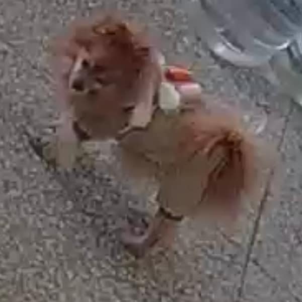 【急尋】混種犬 - 花蓮縣鳳林鎮林榮里永康路49巷4號 (黃)