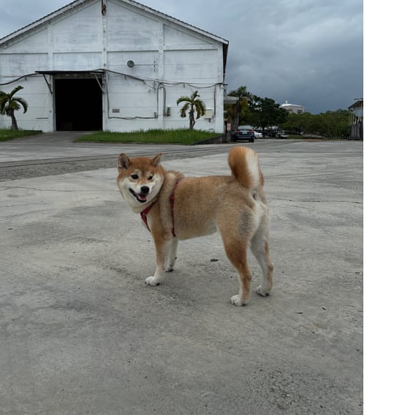 【急尋】柴犬 - 臺東縣臺東市更生北路496巷21弄3號 (黃色)