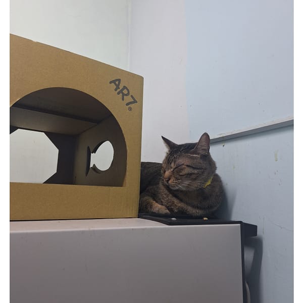 【急尋】混種貓 - 新北市新莊區西盛街257巷18號4樓 (虎斑色)