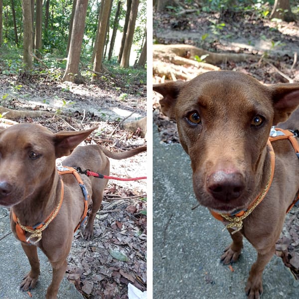 【急尋】混種犬 - 臺南市下營區中正南路205巷56號 (棕色)