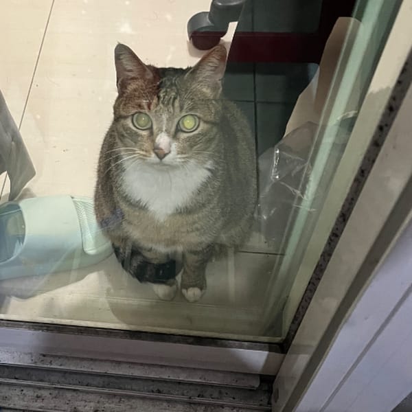 【急尋】混種貓 - 金門縣金城鎮金門縣金寧鄉北堤路停車場 (狸花貓)