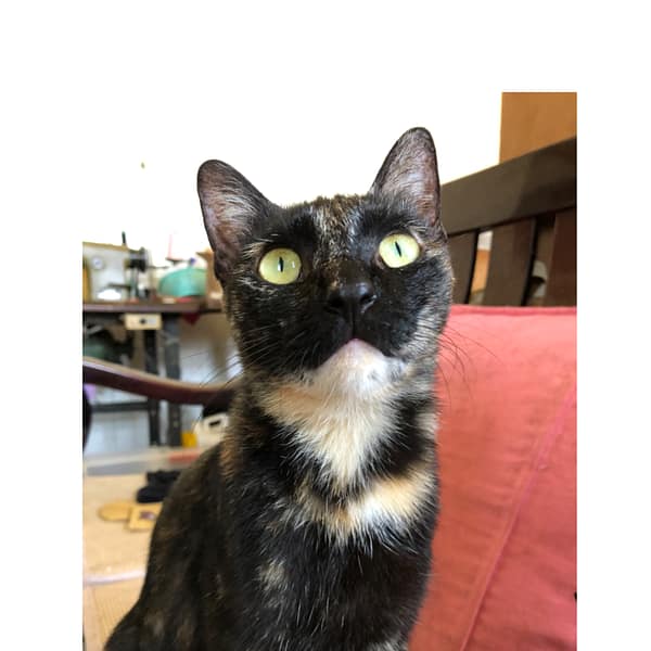 【急尋】混種貓 - 彰化縣鹿港鎮山崙里崙尾巷 (玳瑁貓)