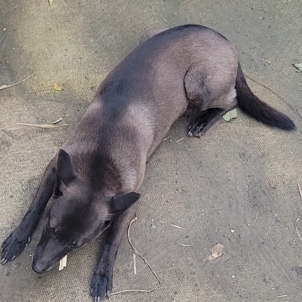 【急尋】其他 - 新北市土城區承天路八巷 (黑灰)