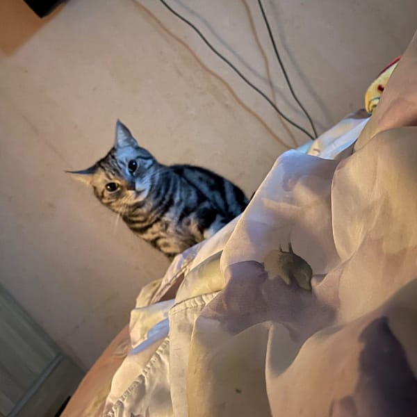 【急尋】美國短毛貓 - 新北市中和區 (黑灰)