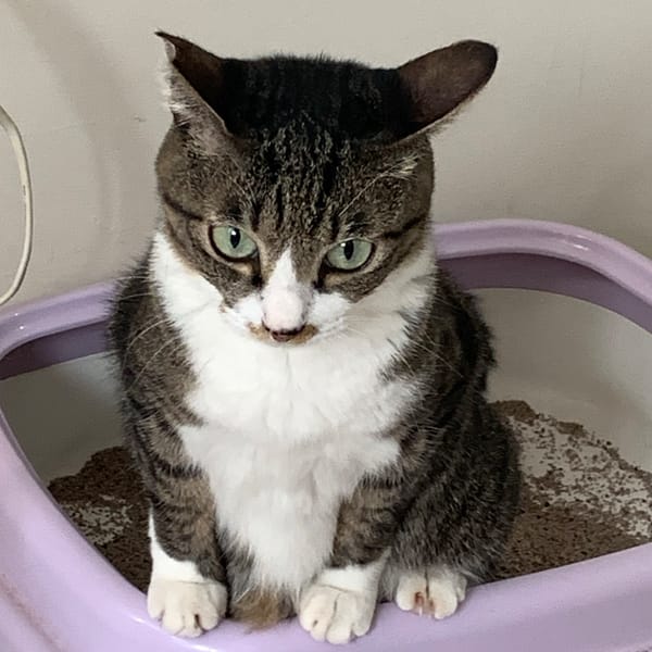 【急尋】混種貓 - 臺中市北區榮華街20巷9號 (虎斑白底白腳)