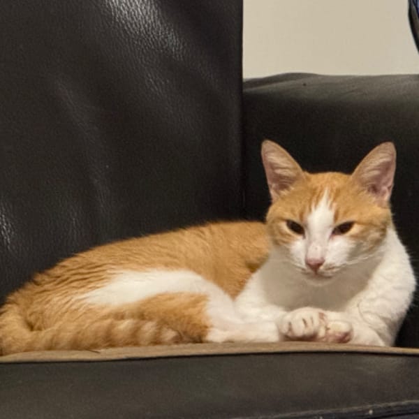 【急尋】混種貓 - 臺北市士林區平等里平菁街95巷 (白橘色)