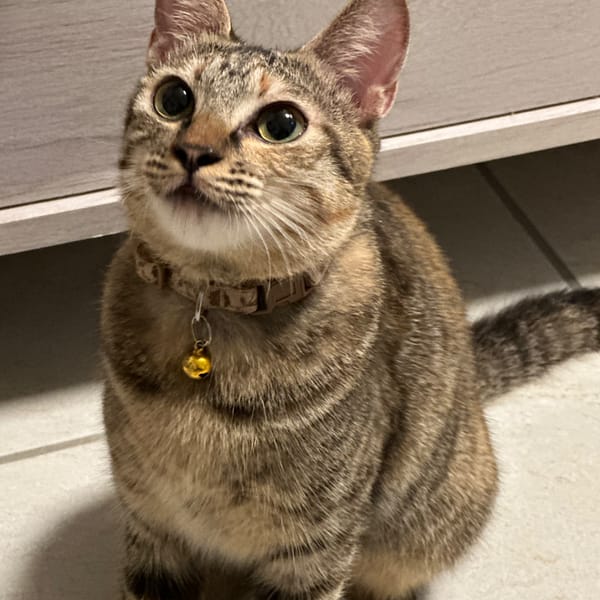 【急尋】混種貓 - 屏東縣內埔鄉內田村35鄰屏光路69號 (虎斑棕咖啡色 黑色條紋)