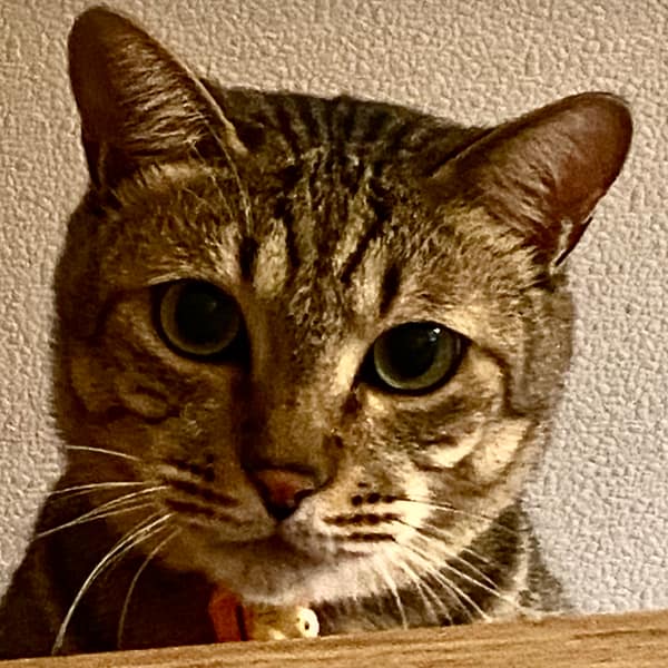 【急尋】混種貓 - 彰化縣員林市日泰街132號 (虎斑)