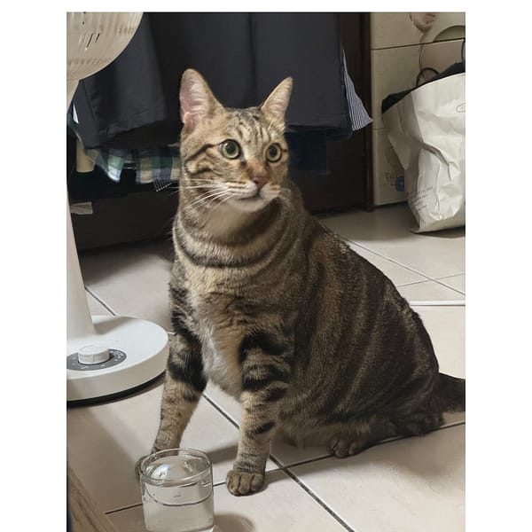 【急尋】混種貓 - 臺北市萬華區長順街2號 (虎斑)