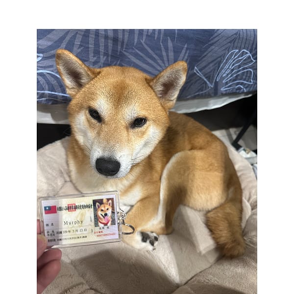 【急尋】柴犬 - 高雄市苓雅區三多四路106號 (赤色)