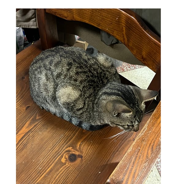 【急尋】混種貓 - 花蓮縣吉安鄉南海八街210巷30號 (豹紋貍花貓)