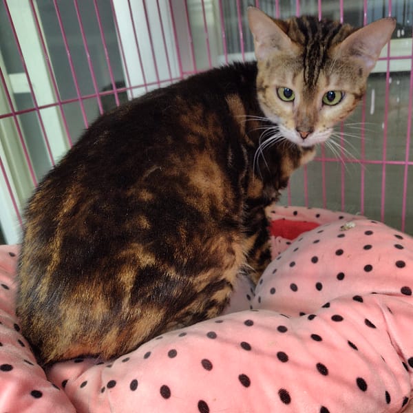 【急尋】孟加拉豹貓 - 彰化縣芬園鄉中崙村員草路二段988號 (大理石花紋，有點像玳瑁貓)