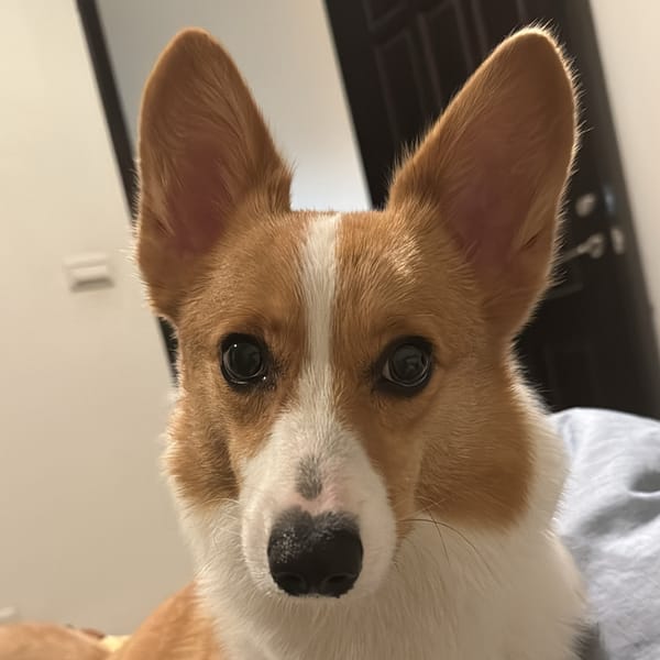 【急尋】威爾斯柯基犬 - 臺南市左鎮區南171 線與南162線交匯三岔路 (身體棕色帶脖子一圈白毛)